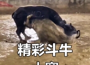 激烈角逐！国际比赛带来无尽精彩